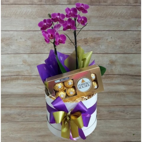 Mini Orquídea 2 Hastes Pote 9 - Cor Variada + Chocolate